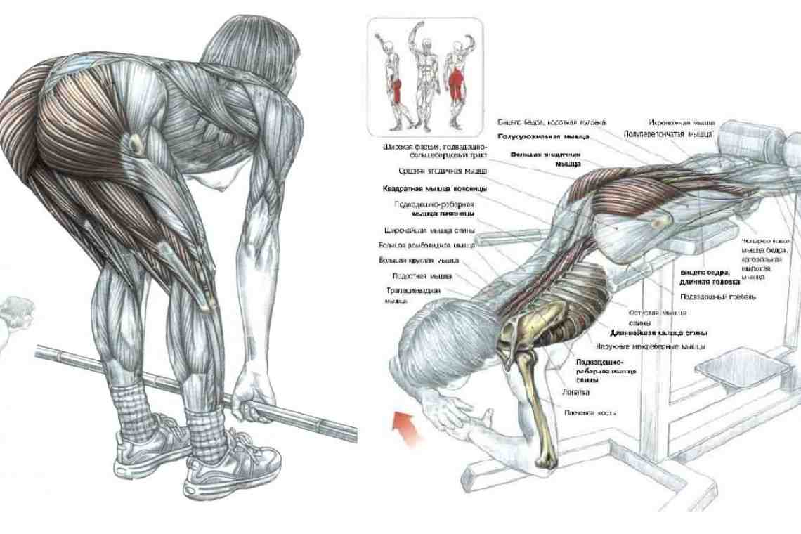 Как накачать мышцы бедер и ягодиц