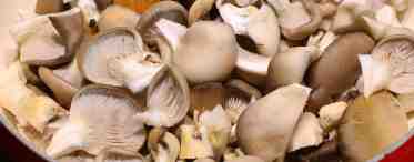 Как готовить грибы вешенки, чтобы блюда из них были вкусными