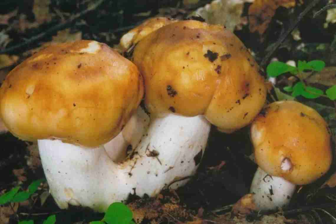 Валуи (грибы): приготовление и солка