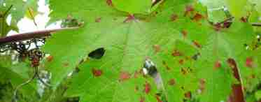 Лікування хвороб листя винограду
