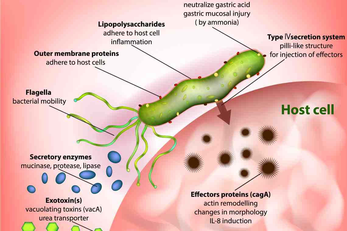 Эрозия желудка: этиология и патогенез