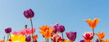 Догляд за тюльпанами для найкращого цвітіння