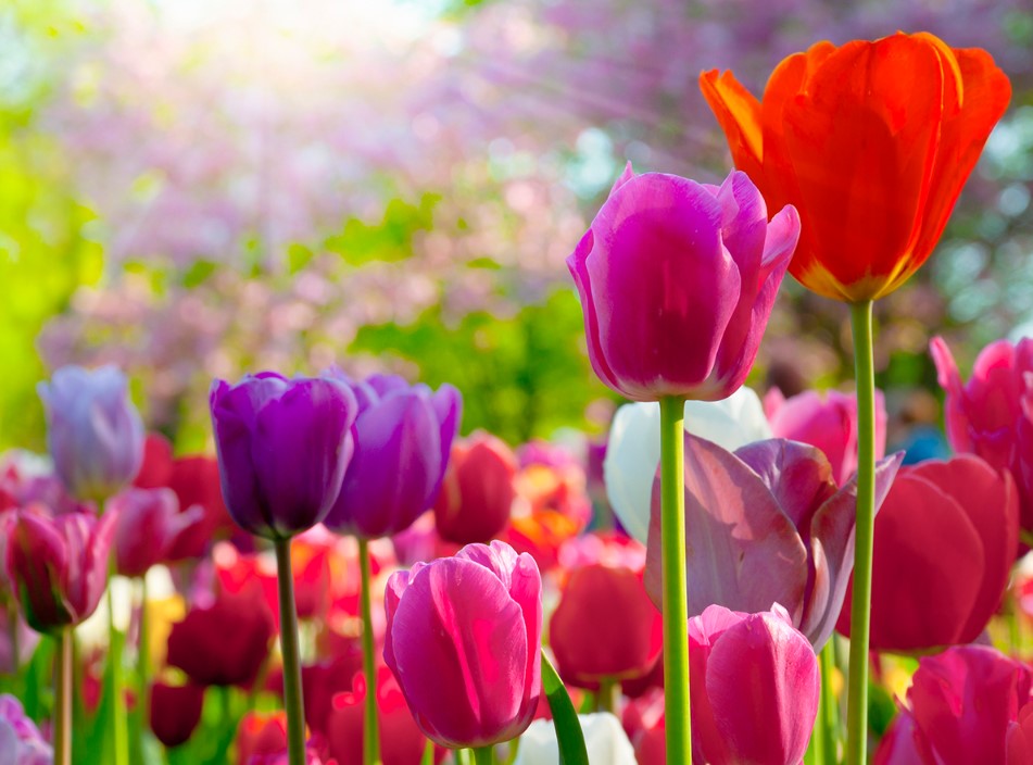 Alles über Tulpen: Die bunten Frühlingsblumen