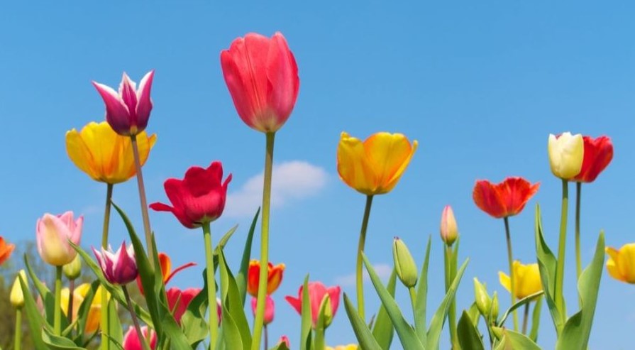 Tulpen: So kommen sie jedes Jahr wieder - Mein Eigenheim